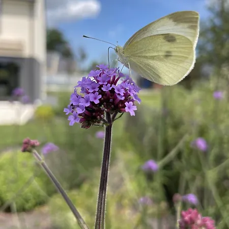 Bed and breakfast Aurefées Ellon