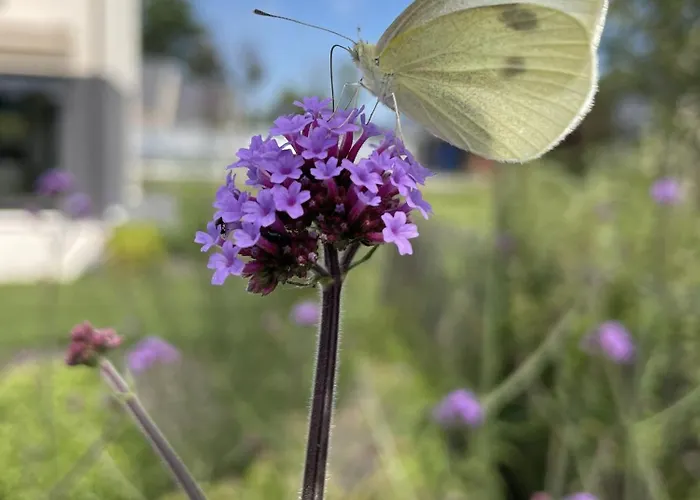 Bed & Breakfast Aurefees Ellon